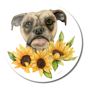 Cheerful | Bulldog Mix with Sunflowers Watercolor Painting
