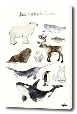 Arctic & Antarctic Animals