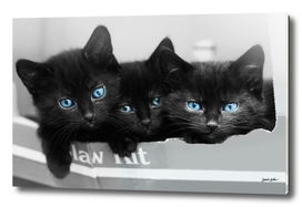 Blue Eyed Kittens