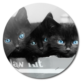 Blue Eyed Kittens
