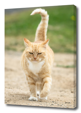 Ginger cat walking