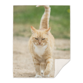 Ginger cat walking