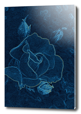 blue rose contour