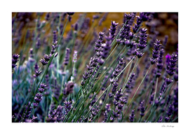French Lavender Meadow