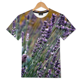 French Lavender Meadow