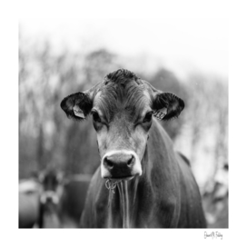 Portait of a Dairy Cow