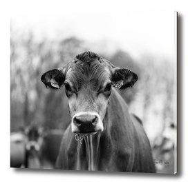 Portait of a Dairy Cow