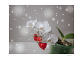 Hearts Valentines Day Red White Orchid Flower