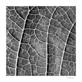 LEAF STRUCTURE BLACK AND WHITE no2