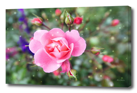 Pink Flower Rose Green Background Snowflake Valentine