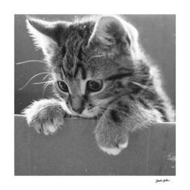 Kitten in a Box