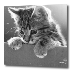 Kitten in a Box