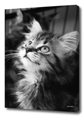Black & White Kitten