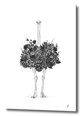 Floral ostrich