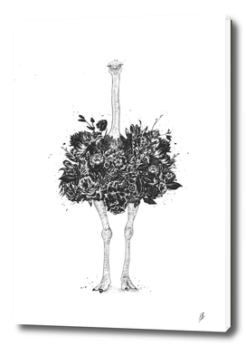 Floral ostrich