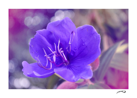 Melancholy violet by #Bizzartino