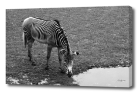 The zebra