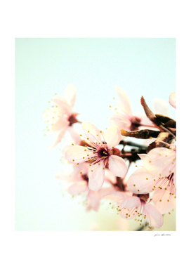 Blossoms