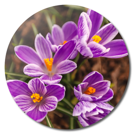 Beautiful ultra violet crocuses on a spring sunny day