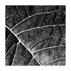 LEAF STRUCTURE no2A BLACK AND WHITE