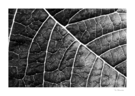 LEAF STRUCTURE no2 BLACK AND WHITE