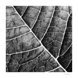 LEAF STRUCTURE no2b BLACK AND WHITE