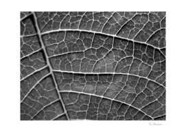LEAF STRUCTURE BLACK AND WHITE