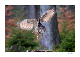 Eagle Owl Hunting