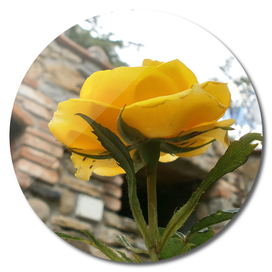 Tuscan yellow rose