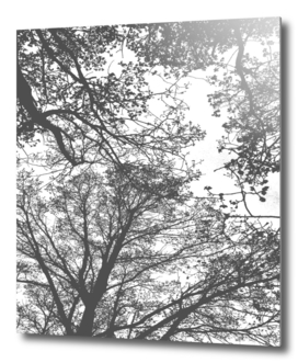 Abstract Trees Grey