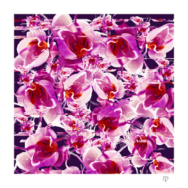 Orchid Chaos
