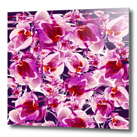 Orchid Chaos