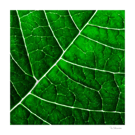 LEAF STRUCTURE GREENERY no5