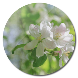 Spring, Apple blossoms, White, Pink Flowers sunlight