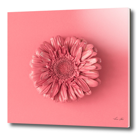 Daisy Flower Pink Background