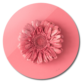 Daisy Flower Pink Background