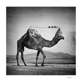 Camel Back