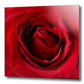 deep red rose