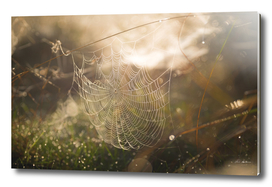 Web of Light