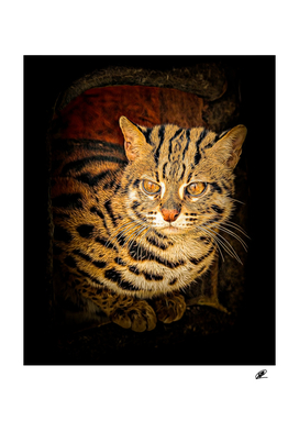 Wild kitty photography processed as a painting