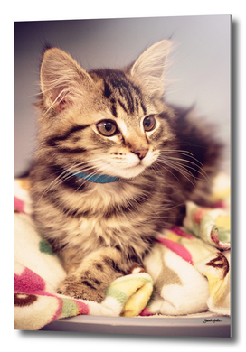 Tabby kitten in vintage colours