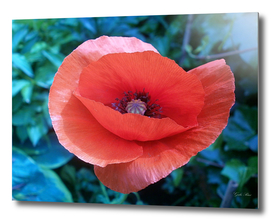 Tuscan-red-poppy