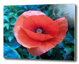 Tuscan-red-poppy