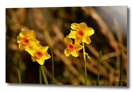 Narcissus Red Devon 05