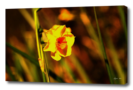 Narcissus Red Devon 01