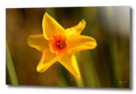 Narcissus Red Devon 02