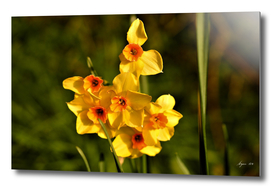 Narcissus Red Devon 06