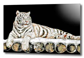 Tiger on wooden stage oil painting simulation on black