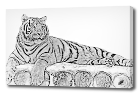 Tiger on wooden stage monochrome processing