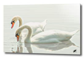Swangs couple on the lake aquarel